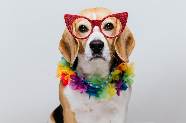 Óculos de sol Beagle de festa adorável e colar havaiano com fundo branco