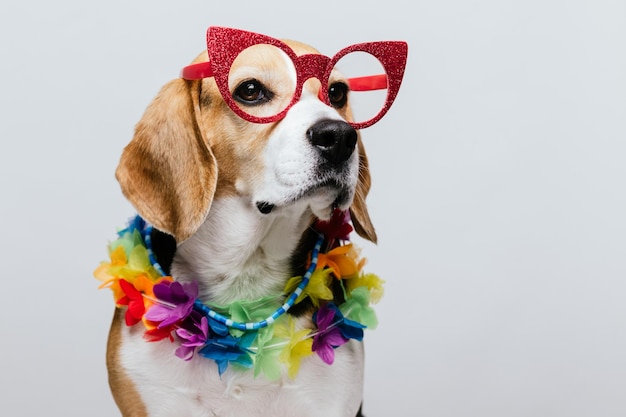 Óculos de sol Beagle de festa adorável e colar havaiano com fundo branco