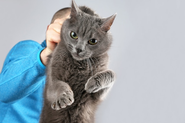 Culpa al gato gris colgado de la nuca