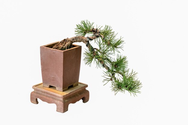 Se cultiva y se recorta en bonsai de plantas verdes ornamentales.