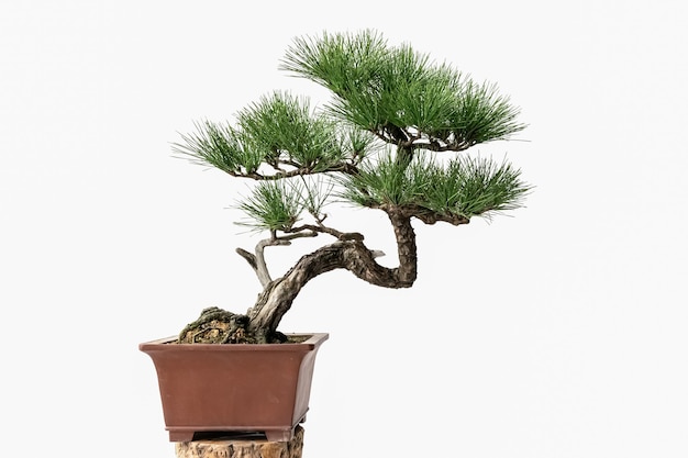 É cultivado e cortado em plantas verdes ornamentais bonsai