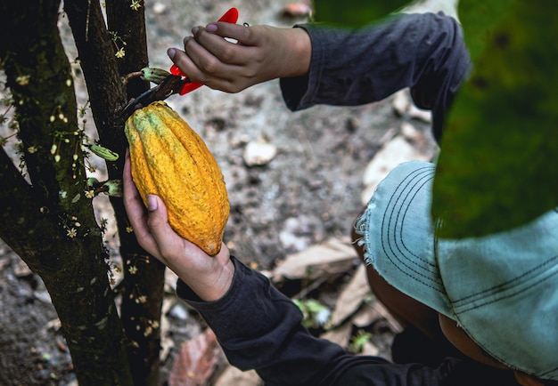 El cultivador de cacao usa tijeras de poda para cortar las vainas de cacao o el cacao amarillo maduro del árbol de cacao