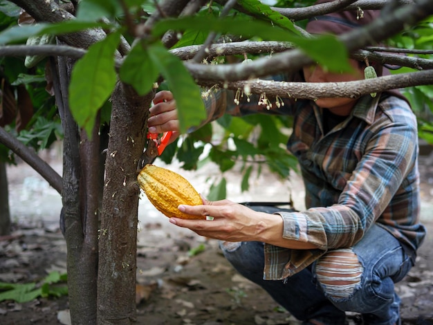 Foto el cultivador de cacao usa tijeras de poda para cortar las vainas de cacao o el cacao amarillo maduro del árbol de cacao