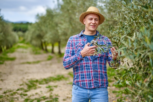 Cultivador de olivos que trabaja en el olivar.