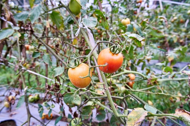 Se cultivan tomates frescos en la plantación Los tomates están listos para ser cosechados en la plantación