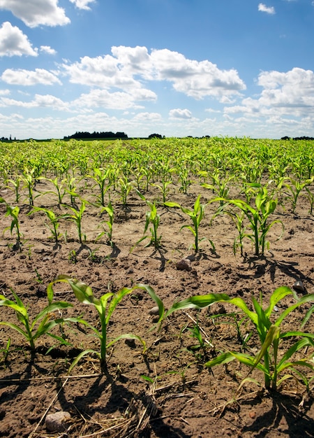 Cultivando algunas filas de nuevos brotes de maíz verde en el campo. Paisaje con cielo azul y muchas nubes.