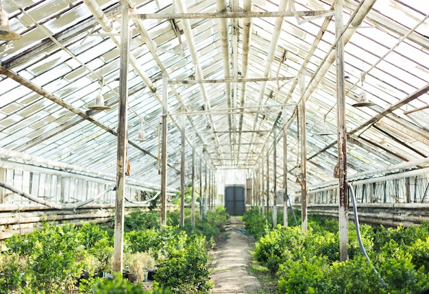 Cultivando diferentes plantas en el antiguo invernadero.