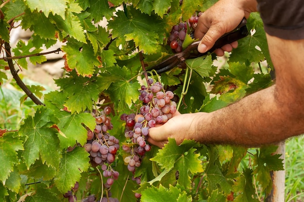 Foto cultivando e colhendo no outono as mãos de um homem cortam o cacho de uvas da videira