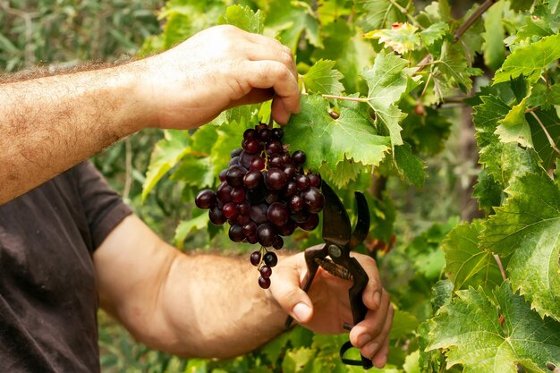 Cultivando e colhendo no outono as mãos de um homem cortam o cacho de uvas da videira