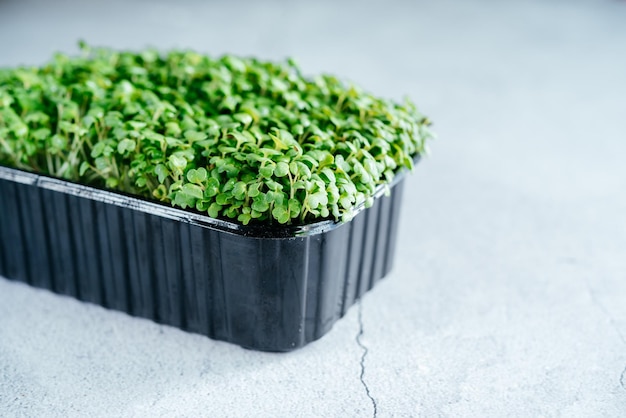 Cultivando microgreens em casa um recipiente de plástico com brotos verdes de microgreens ricos em nutrientes...