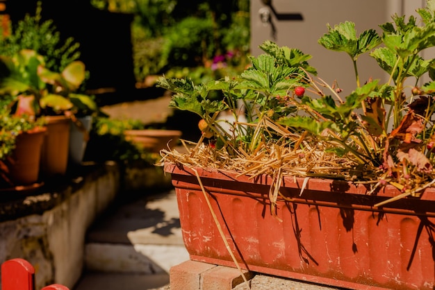 Cultivando morangos no quintal