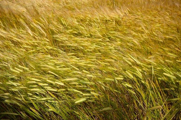 Cultivando o campo de trigo no verão