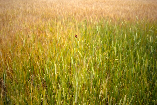 Cultivando o campo de trigo no verão