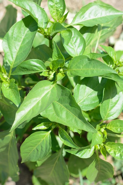 Cultivando os pimentões Pimentões verdes na horta