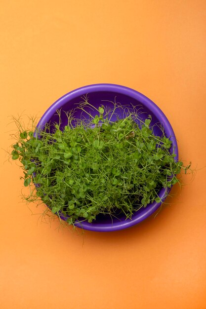 Cultivando paz verde en casa en una vista superior micro verde de placa púrpura