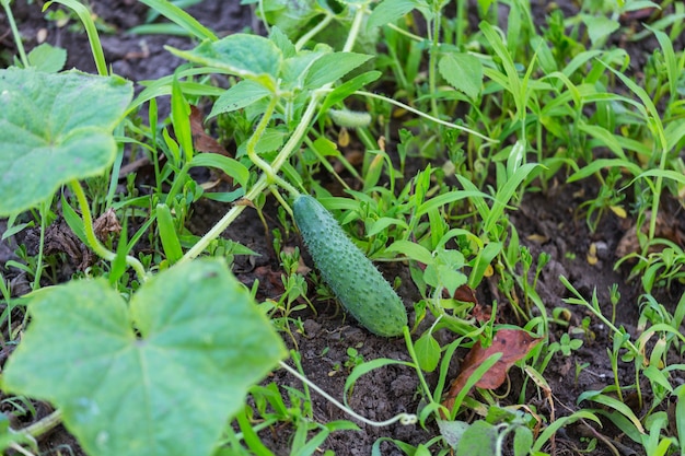 Cultivando pepino no jardim