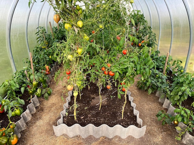 Cultivando tomates em uma estufa