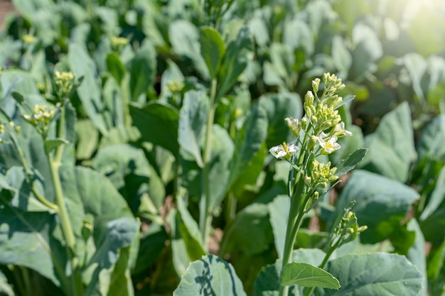 Cultivando uma flor de couve chinesa no campo