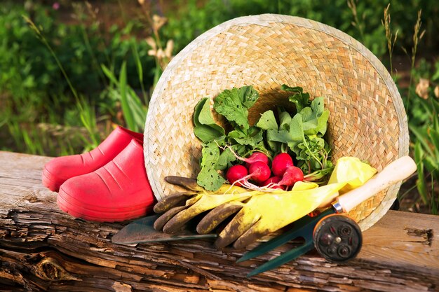 cultivando vegetais em casa suburbana