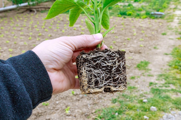 Cultivando vegetales. Plantar plántulas de pimiento dulce en el suelo. Ecología. Agricultura ecológica. Agricultura.