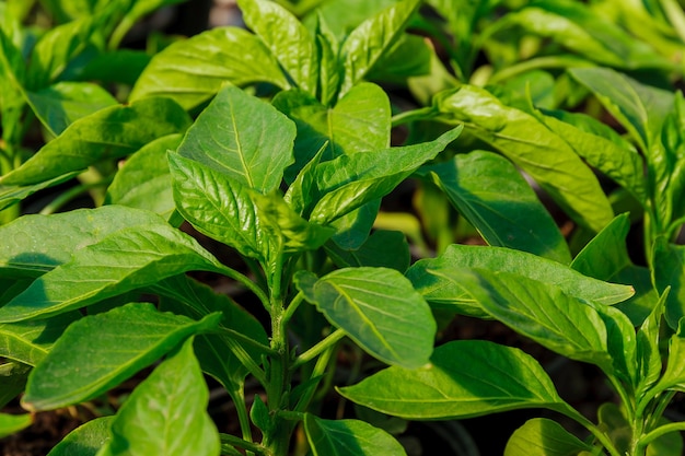 Cultivando vegetales. Plantar plántulas de pimiento dulce en el suelo. Ecología. Agricultura ecológica. Agricultura.