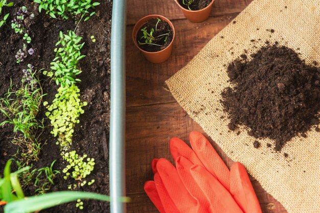 Cultivando verduras con tus propias manos en casa. Un producto ecológico cultivado en casa. Mini-jardín para el cuidado del hogar