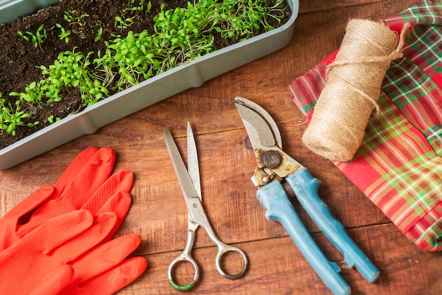 Cultivando verduras con tus propias manos en casa. Un producto ecológico cultivado en casa. Mini-jardín para el cuidado del hogar