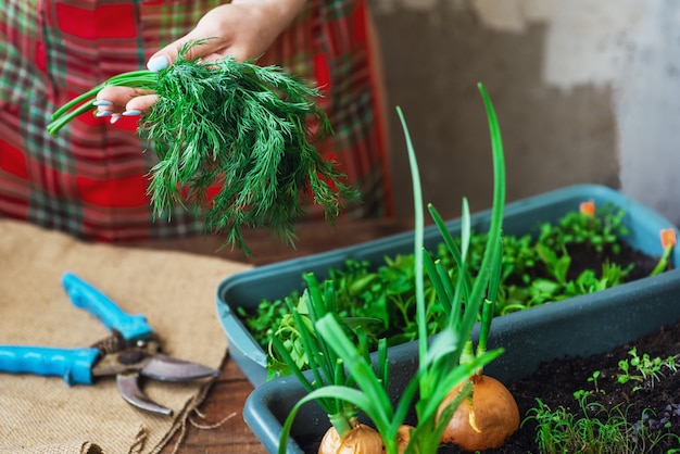 Cultivando verduras con tus propias manos en casa. Un producto ecológico cultivado en casa. Mini-jardín para el cuidado del hogar