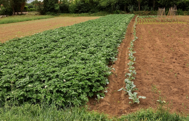 Foto cultivar a vida com legumes