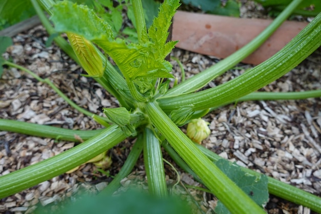 cultivar abóbora no jardim de trás como plantar abóbora abóbora flor e abóbora fruto