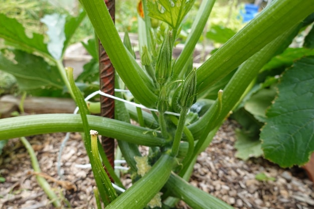 cultivar abóbora no jardim de trás como plantar abóbora abóbora flor e abóbora fruto