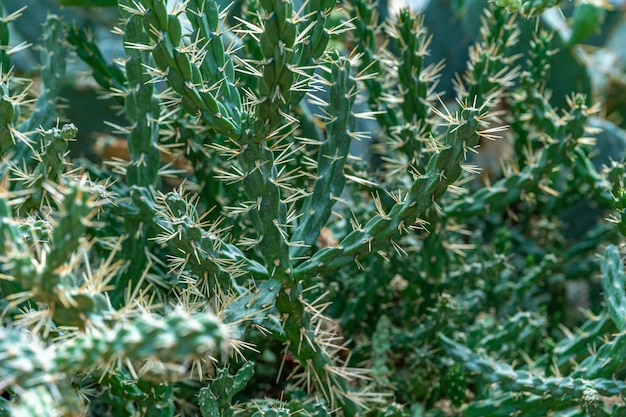 Cultivar un cactus en un invernadero en un jardín botánico