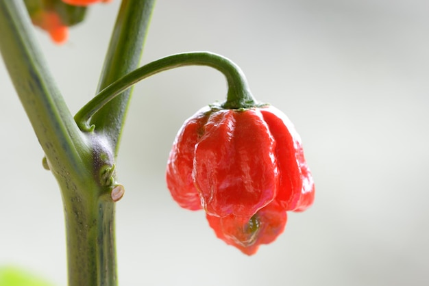 Cultivar de pimenta Carolina Reaper da planta Capsicum chinense mais quente do mundo