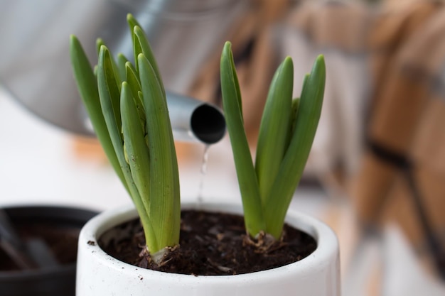 Cultivar flores para florecer en casa.