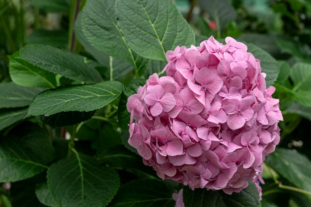 Foto cultivar florescente hortênsia de folha grande hydrangea macrophylla verão sem fim no jardim de verão