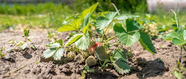 Cultivar fresas sin química en una granja orgánica