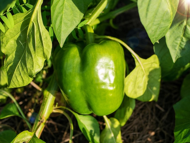 Cultivar gogoscharii Gogoschar pimentão verde crescendo na horta orgânica