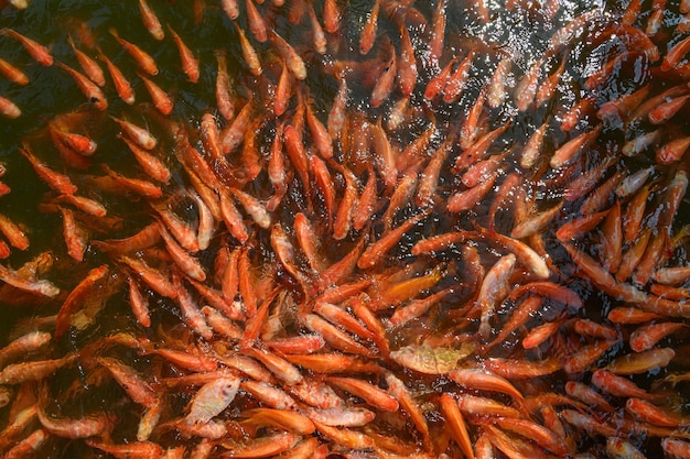 Cultivar peixes de tilapia vermelha peixes tubtim importância econômica da piscicultura