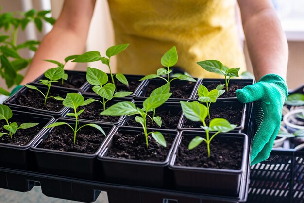 Cultivar plántulas sembrar plántulas plantar verduras plantas caseras Las manos enguantadas del jardinero llevan plántulas de pimienta en macetas