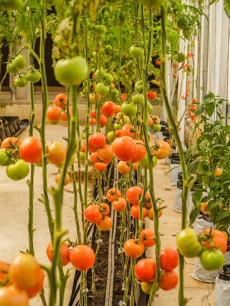 Foto cultivar tomates en invernadero
