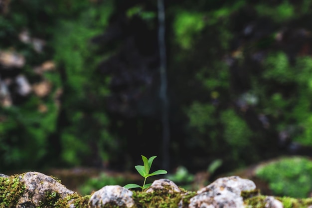 Cultivar uma planta em Sintra