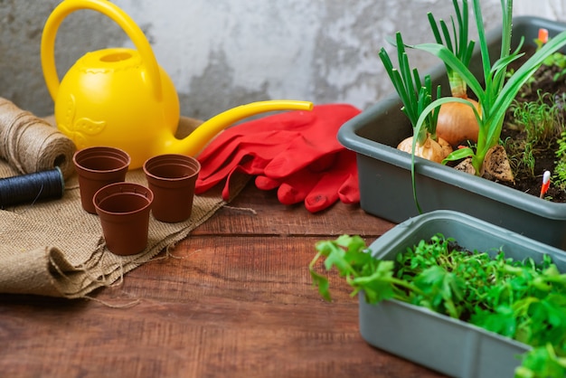 Cultivar verduras con las manos en casa. Un producto ecológico cultivado en casa. Jardín de cuidados en el hogar. Espacio de texto