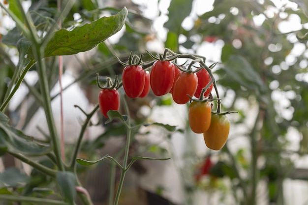 Cultive una cosecha de verduras y frutas de temporada, agua y vuelva a plantar plantas y árboles.