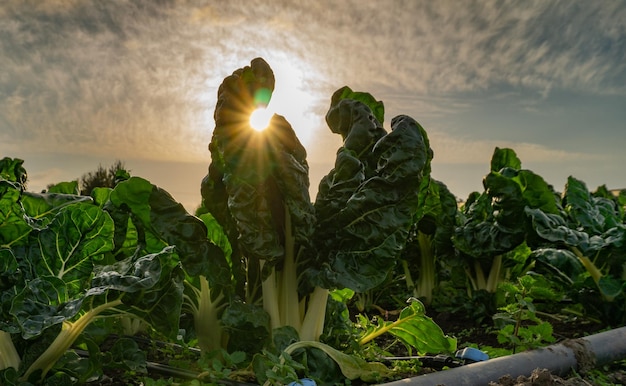 Foto cultivo de acelgas con el sol de espaldas