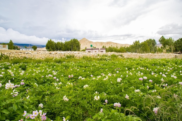 Cultivo agrícola de trigo sarraceno em Lho Manthang de Upper Mustang no Nepal