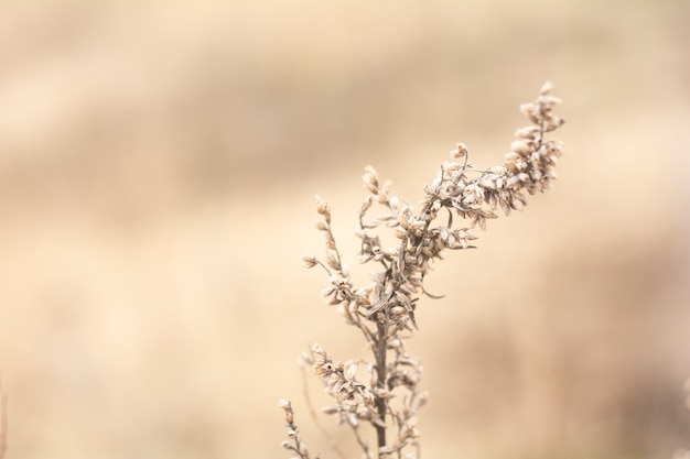 Cultivo de ajenjo de hierba silvestre en el campo durante la cálida puesta de sol de verano por la noche. Ajenjo en luz cálida. Concepto de hierba curativa de ajenjo