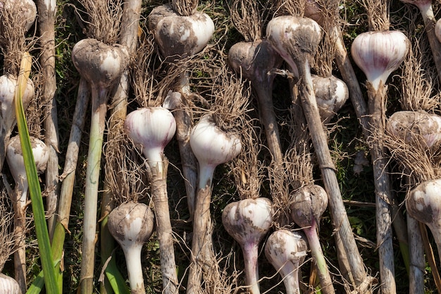 El cultivo de ajo cosechado en la agricultura, el cultivo de ajo apilado en el territorio del campo para secar la tierra en las plantas