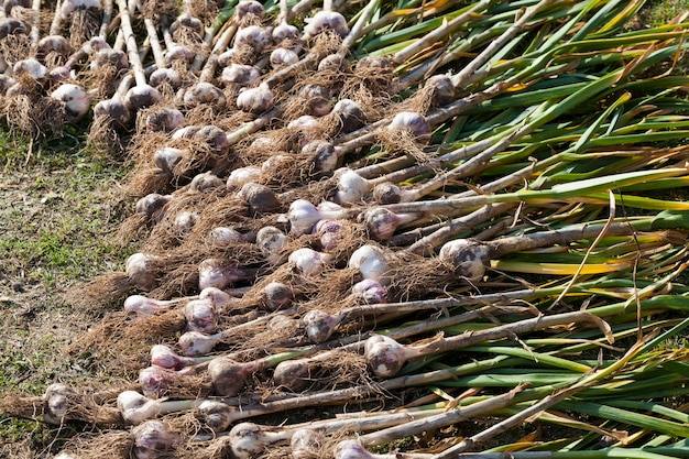 El cultivo del ajo cosechado en la agricultura