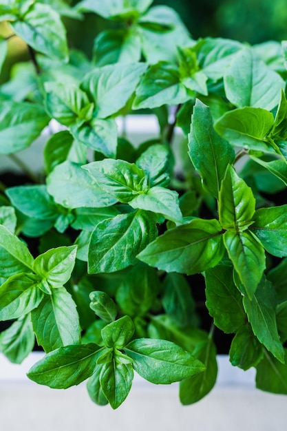 Cultivo de albahaca en casa. Las plantas se cierran