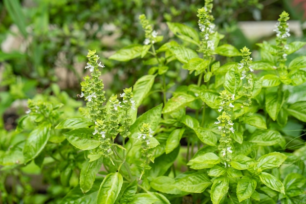 Cultivo de albahaca en el jardín para el fondo de la naturaleza Huerto